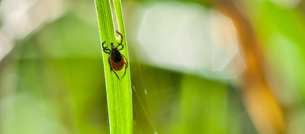 blacklegged tick