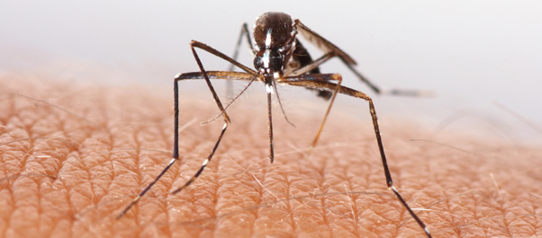 mosquito