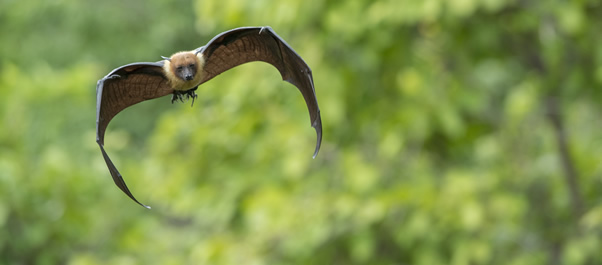 bat