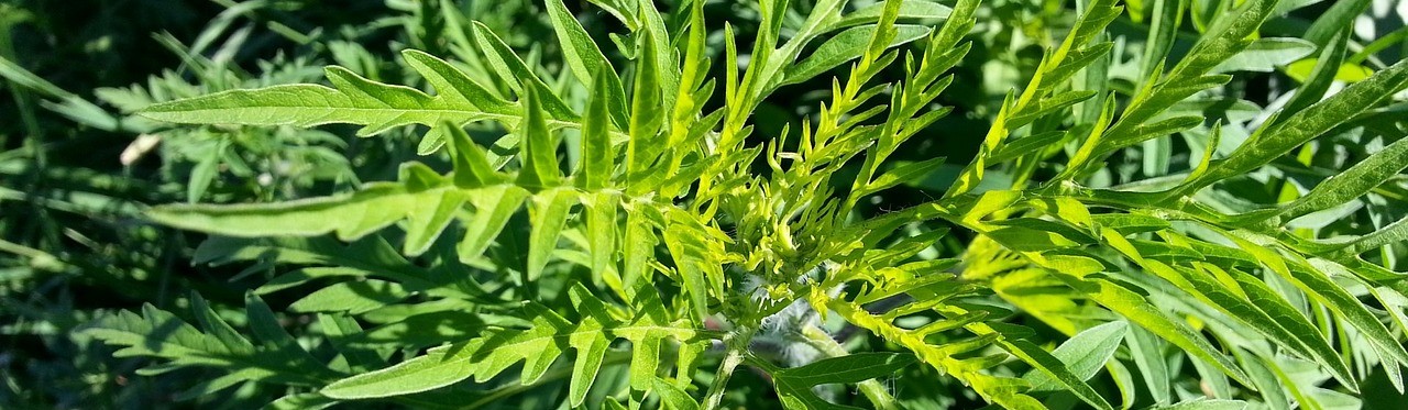 image of ragweed plant