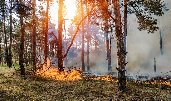 Does nature matter in fire red?