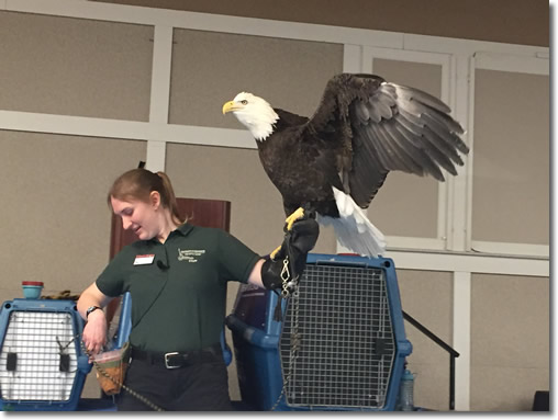 Kelsey Griffin and a bald eagle