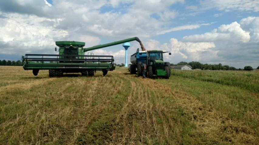 Harvesting rye in Edgerton