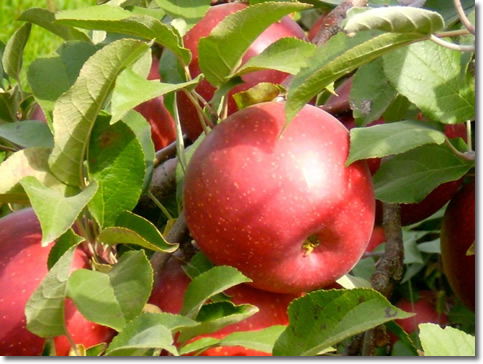 Apples at the Minnesota Landscape Arboretum
