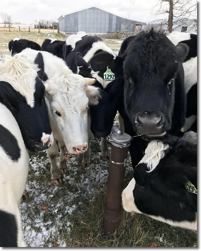 Cows around a well