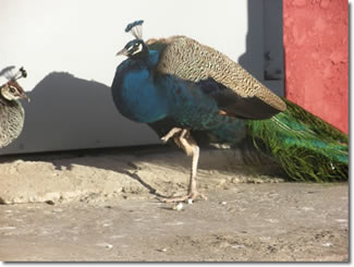 Peacock at Schell's