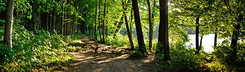 woodland path next to water