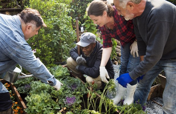 People working in a garden