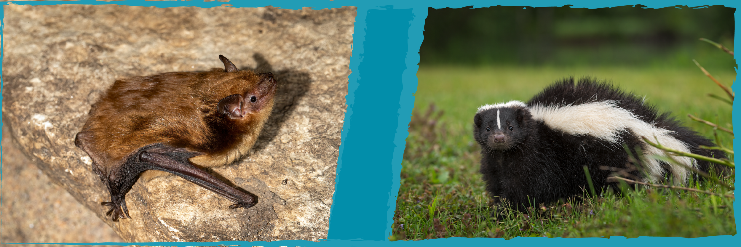 Brown bat and skunk