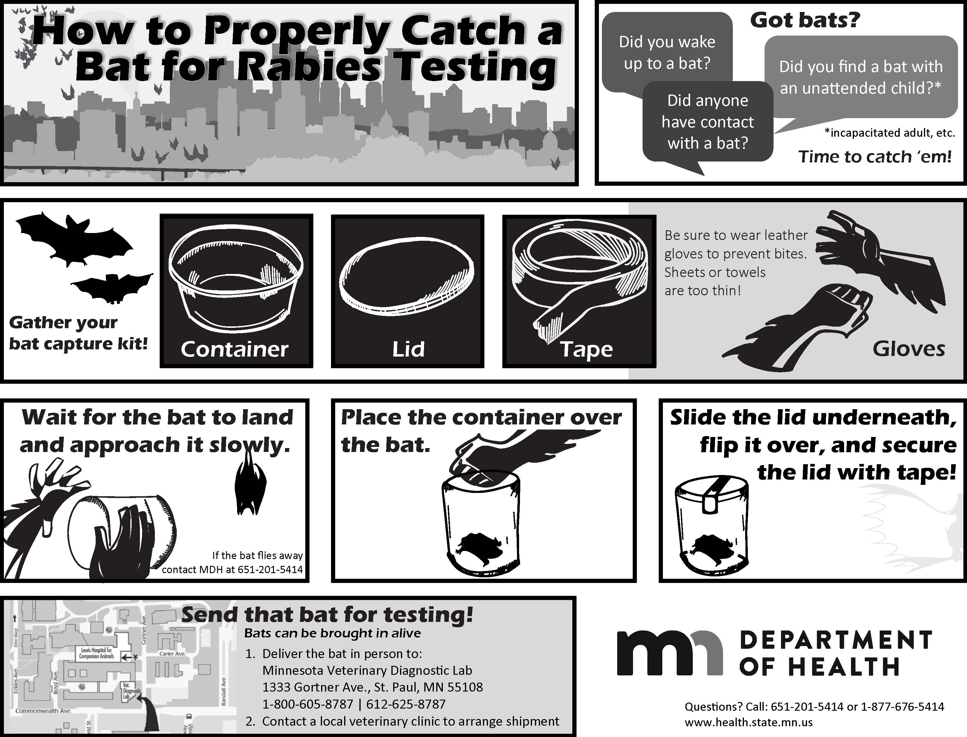 How to Catch a Bat Flyer (PDF)