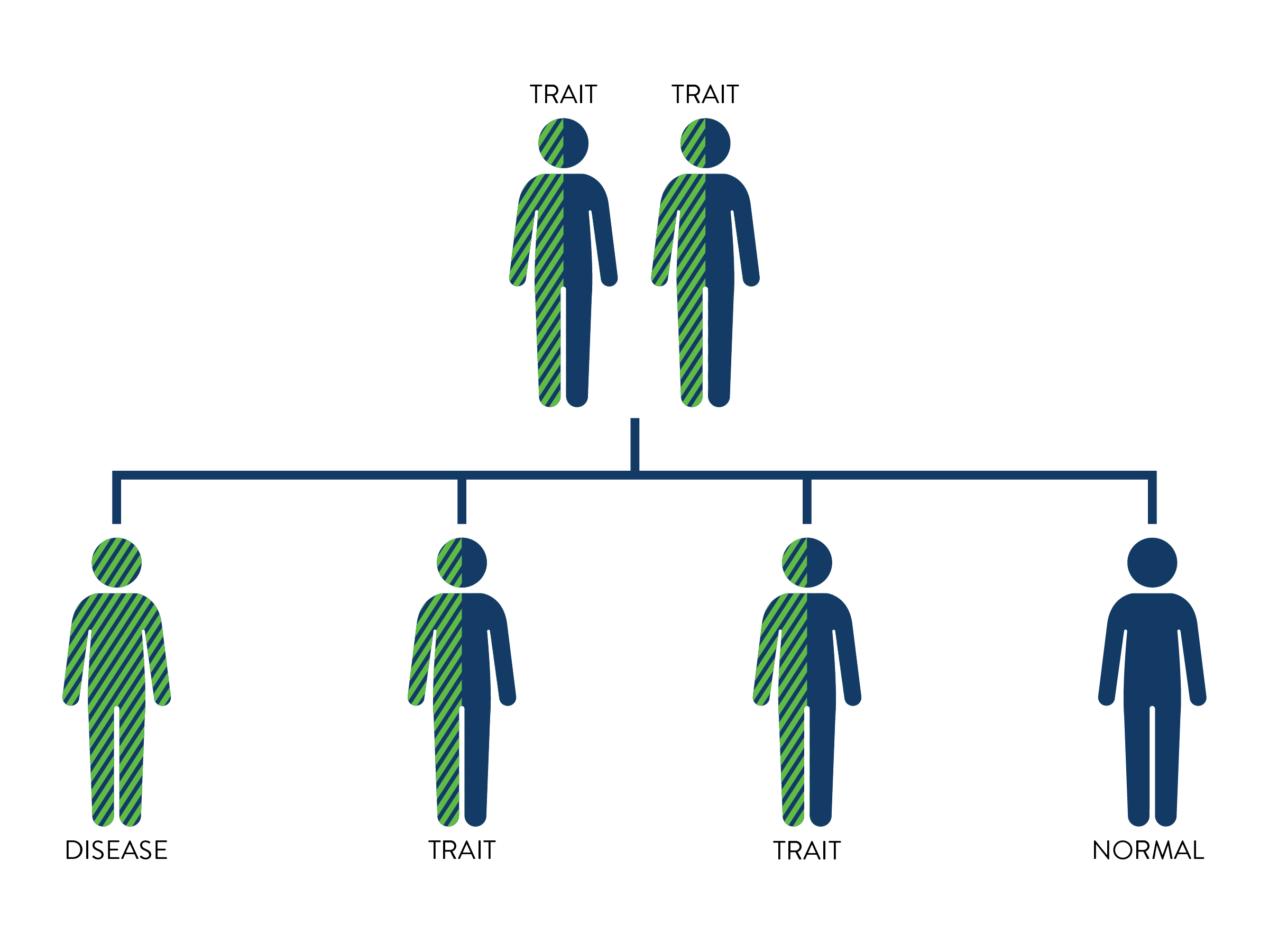 punnett square with both parents have sickle cell trait