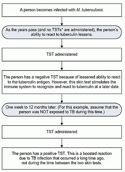 Algorithm of the tuberculin booster effect
