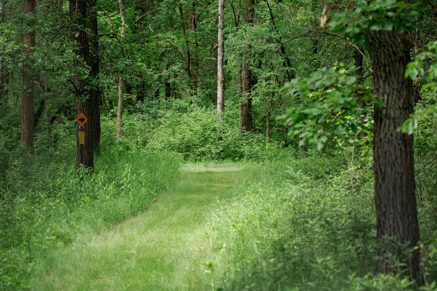 Brushy trail in woods