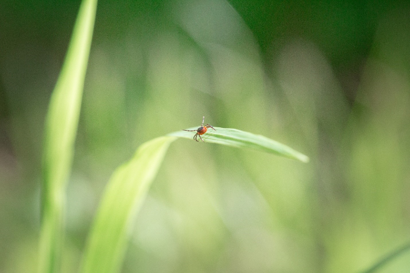 Questing female tick