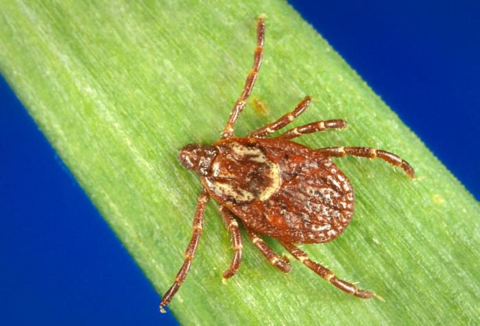 Picture of a tick that can cause tularemia.