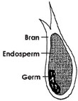 Bi-section of whole grain showing bran, endosperm and germ