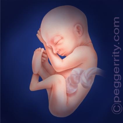 24 Weeks