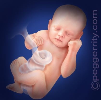 36 Weeks